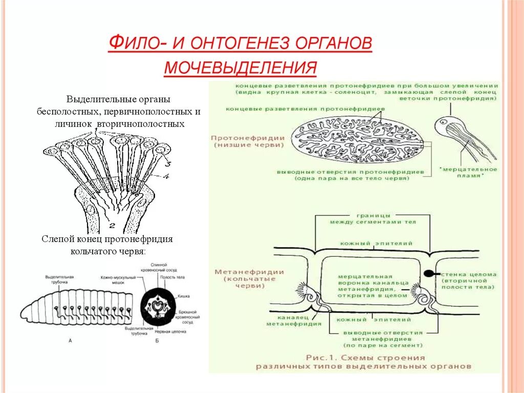 Процессы онтогенеза животных схемы. Онтогенез системы органов мочеотделения. Фило и онтогенез внутренних органов. Этапы фило- и онтогенеза. Фило- и онтогенез органов дыхания.