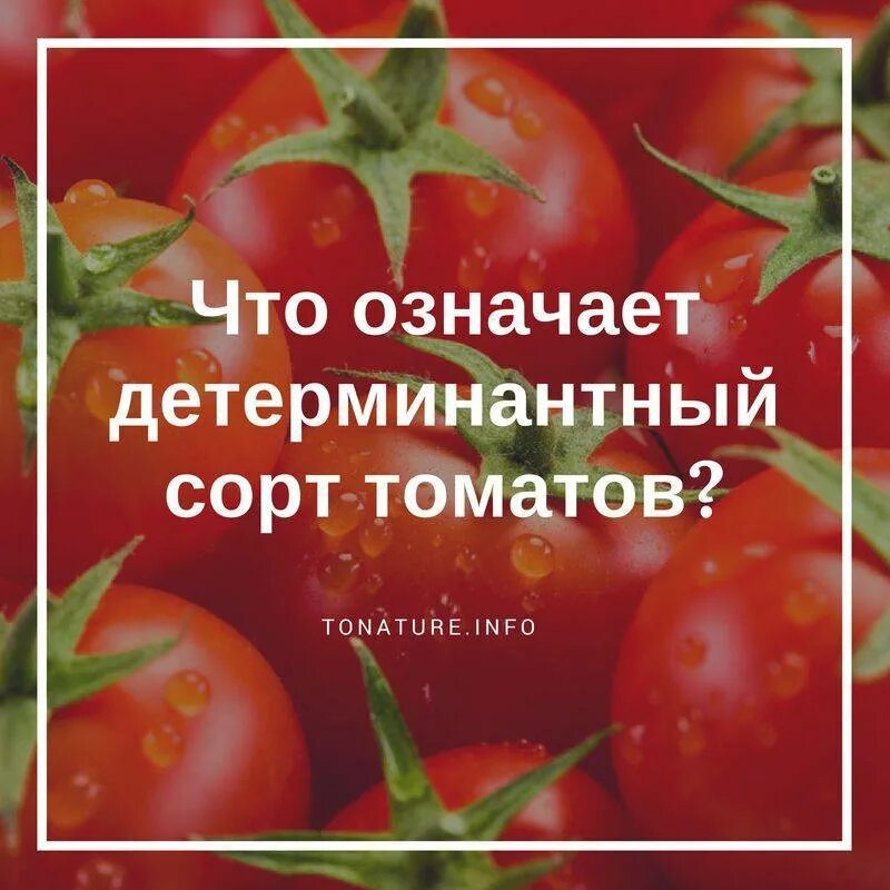 Что значит индетерминантный сорт томатов и детерминантный. Индетерминантный сорт томатов что это такое. Что такое детерминантные и индетерминантные сорта томатов. Детерминантный сорт помидор что это. Ранние сорта индетерминантных томатов.