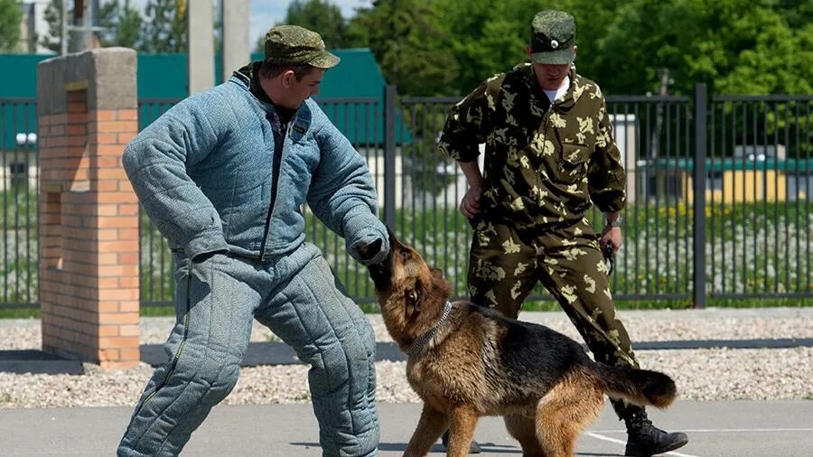 Бесплатный кинолог. Вожатый служебных собак погранвойск. Собаки кинологической службы. Служебные собаки пограничников.