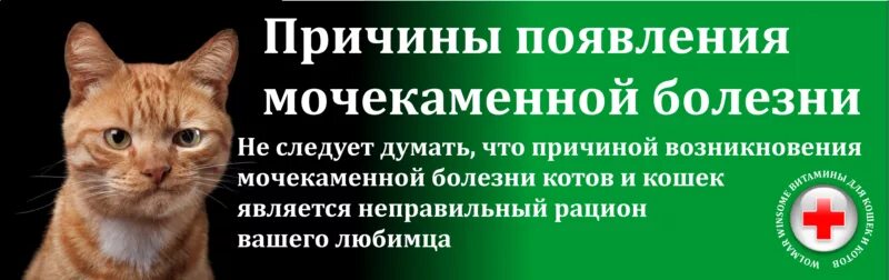 Мочекаменная болезнь у котов симптомы. От мочекаменной болезни коту. Мочекаменная болезнту кошки. Болезни нестерилизованных кошек. Болезни кормящих кошек