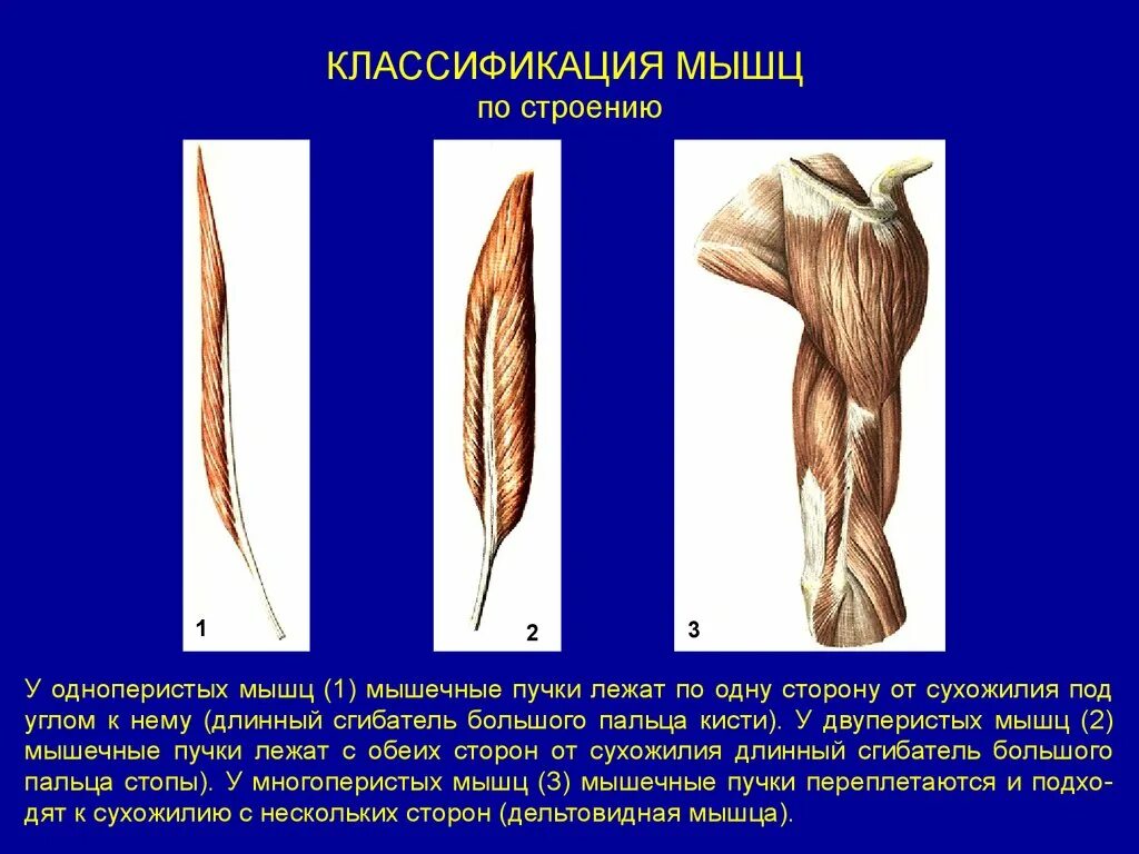 Положение пучков. Классификация мышц анатомия. Миология классификация мышц. Строение одноперистой мышцы. Классификация мышц строение формы функции.