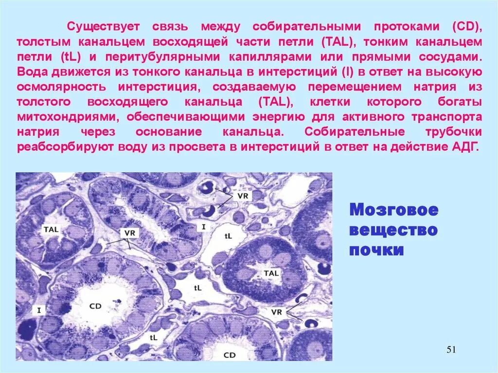 Интерстициальное пространство мозгового вещества почки. Интерстиций почки гистология. Мозговое вещество почки. Интерстициальные клетки почки. Интерстиций почки