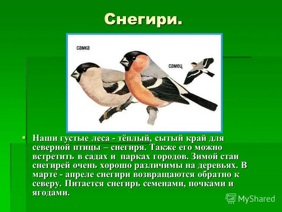 Растительноядные птицы. Растительноядные птицы Снегирь. Презентация на тему Снегири. Растительноядные птицы презентация. Объясните роль растительноядных и насекомоядных птиц