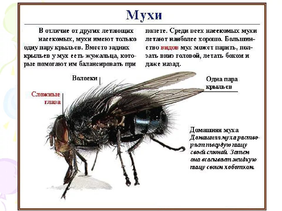 Сколько пролетает муха. Описание мухи. Виды комнатных мух. Муха (насекомое) строение. Муха домашняя строение.