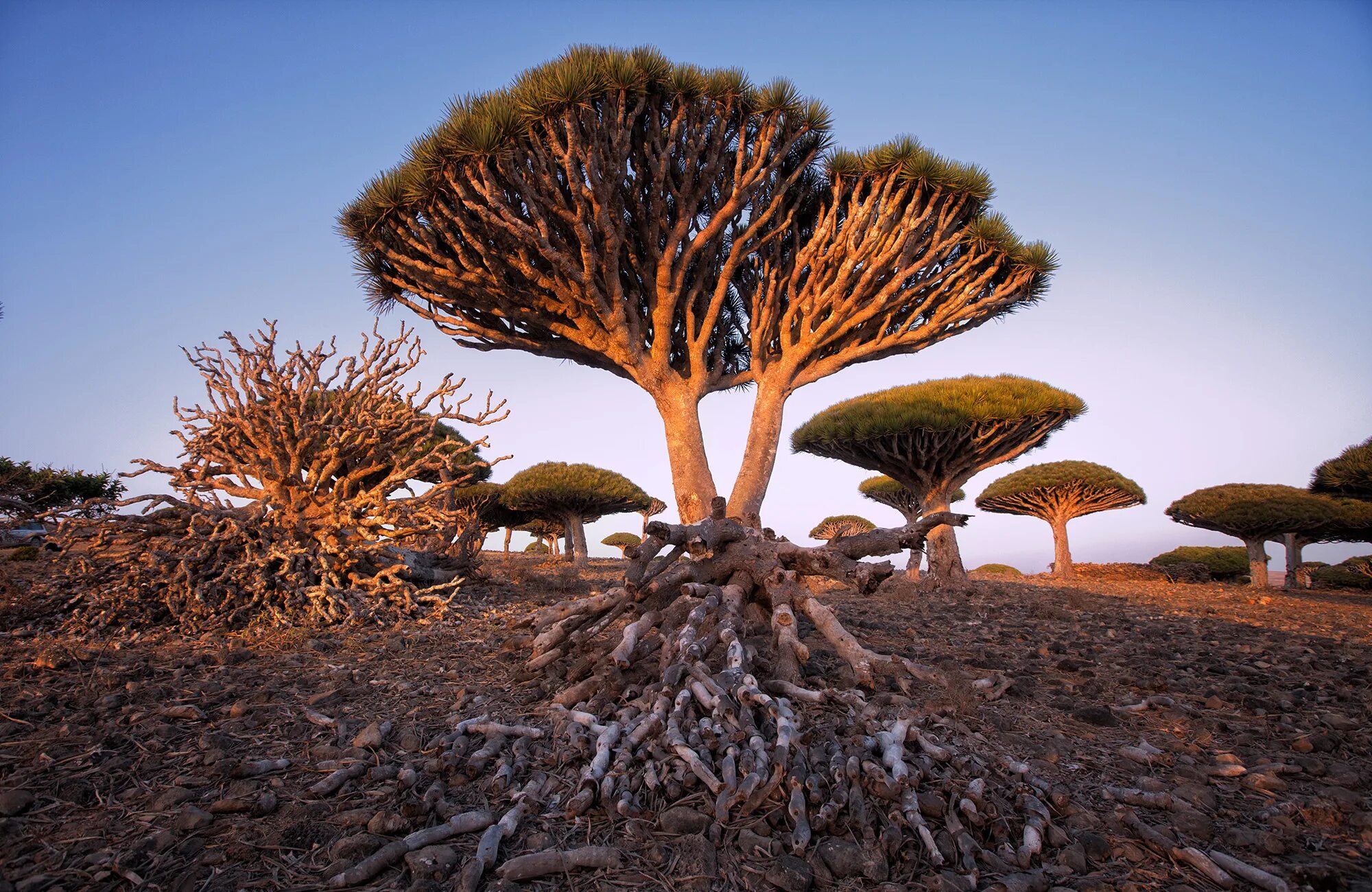Редкое дерево растущее. Драконовые деревья на острове Сокотра. Остров Сокотра Йемен. Деревья острова Сокотра Йемен. Сокотра Йемен драконовое дерево.
