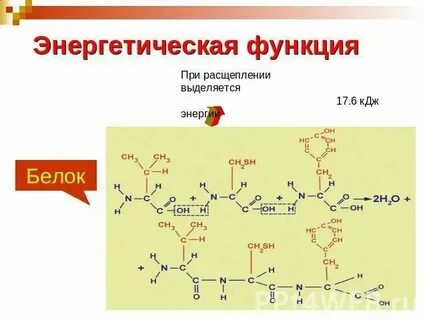 Энергетические белки какие