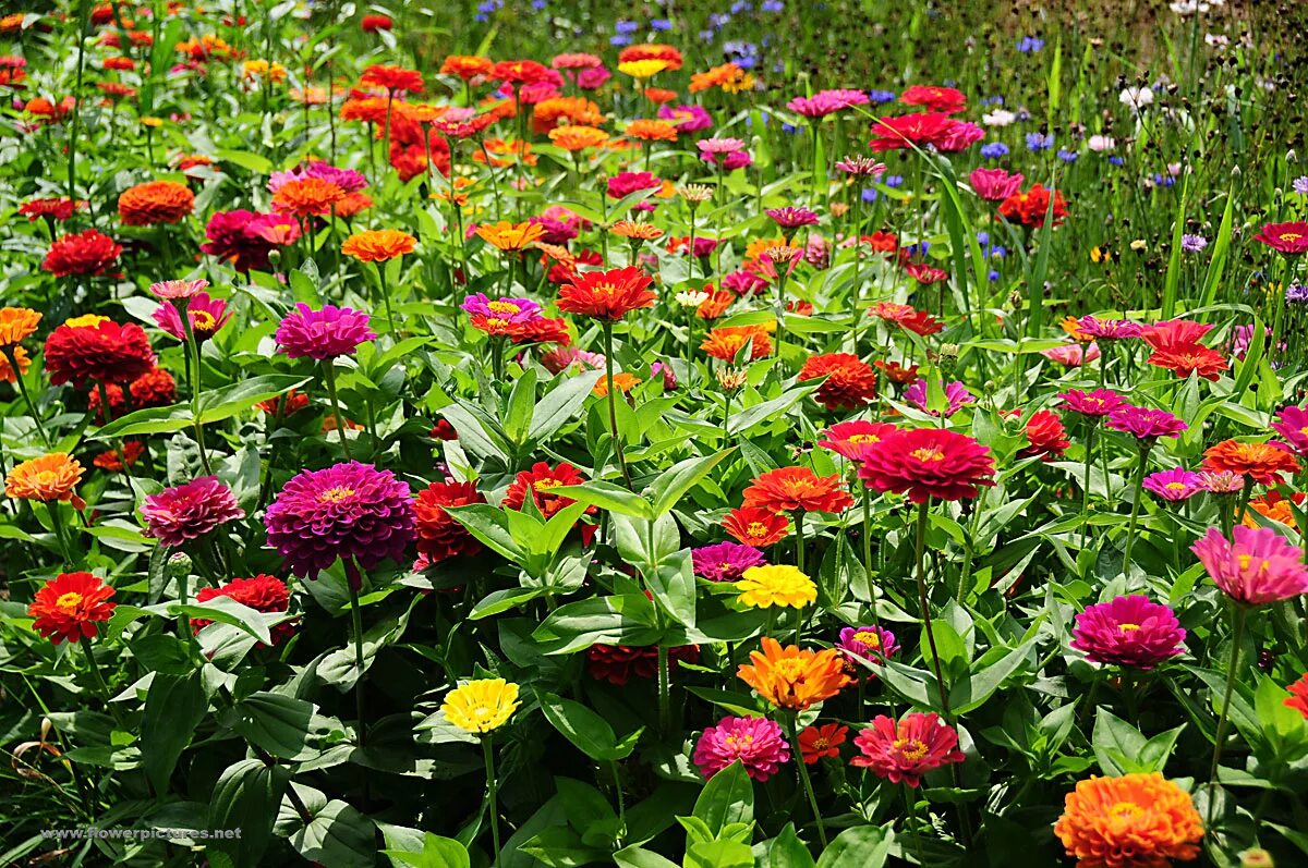 Панычи цветы. Циния Синдерелла. Цинния изящная (Zinnia elegans). Циния майоры. Циния мультифлора.