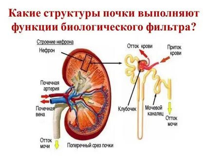 Почечное положение