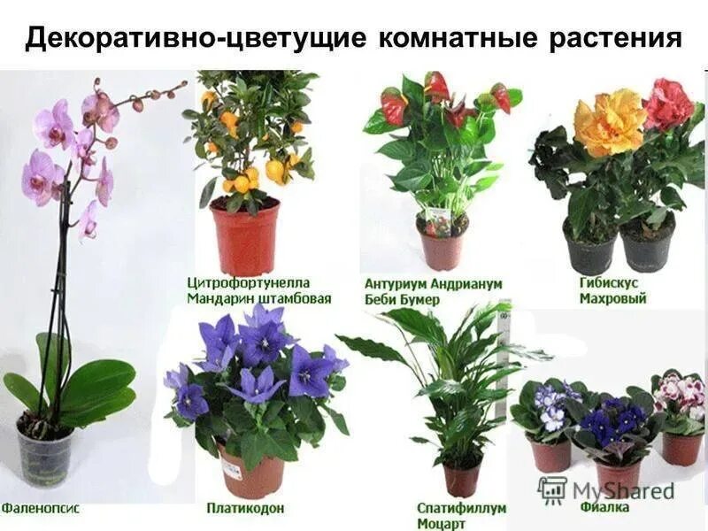 Декоративные комнатные цветы. Комнатные цветы с названиями. Комнатные цветы с названиями. Комнатные растения. Комнатные цветы с названиями.