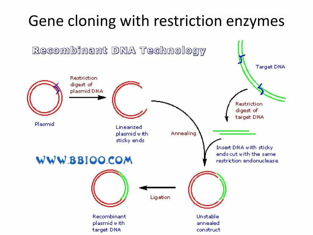 Клонирование плазмиды. Молекулярное клонирование. Молекулярное клонирование схема. Клонирование ДНК схема. Клонирование по Гибсону.