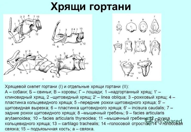 животные хрящи. хрящи гортани анатомия животных. голосовые связки у собаки анатомия. анатомия гортани голосовые связки у собак. говяжие трубчатые кости.