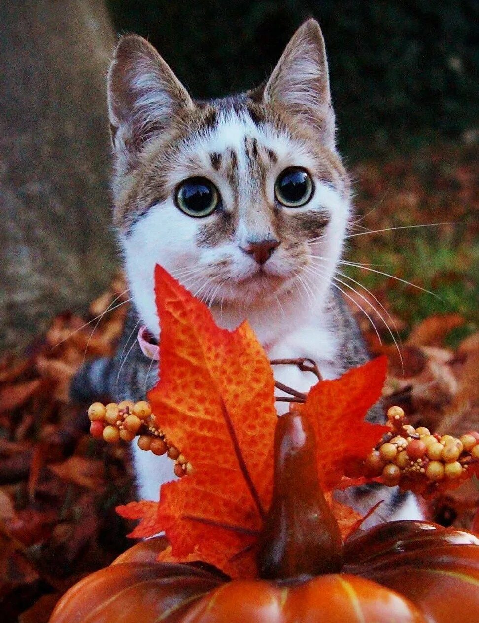 Осенние коты картинки