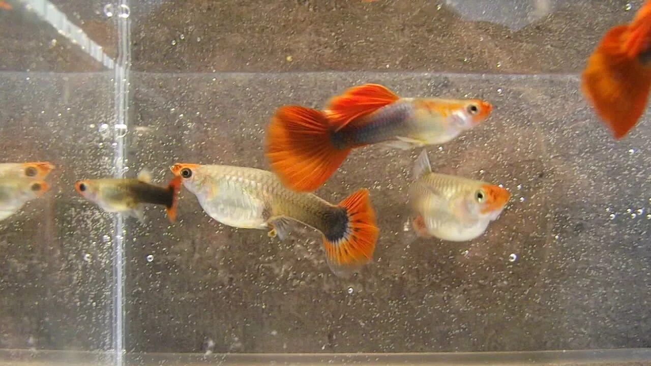 Гуппи кои. Гуппи кои смокинг. Гуппи кои тукседо. Гуппи тукседо красный. Гуппи такседо красный.