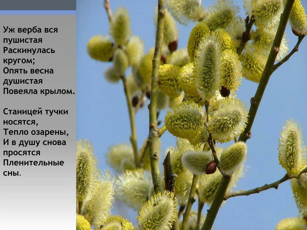 Верба фото и описание. Фет уж верба. верба душистая.