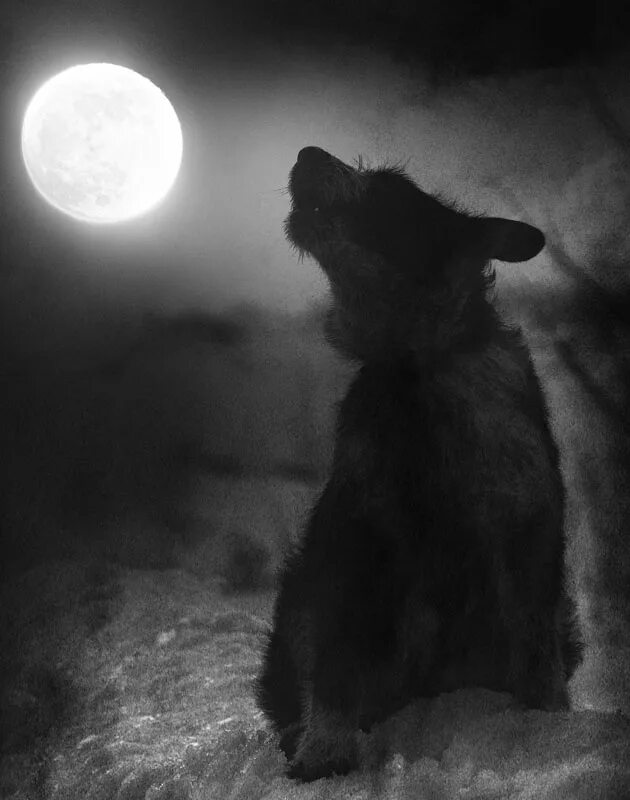 Выйду я ночью собаку. Ночь пса. Собака ночью. Собака лающая на луну. Собачья ночь.