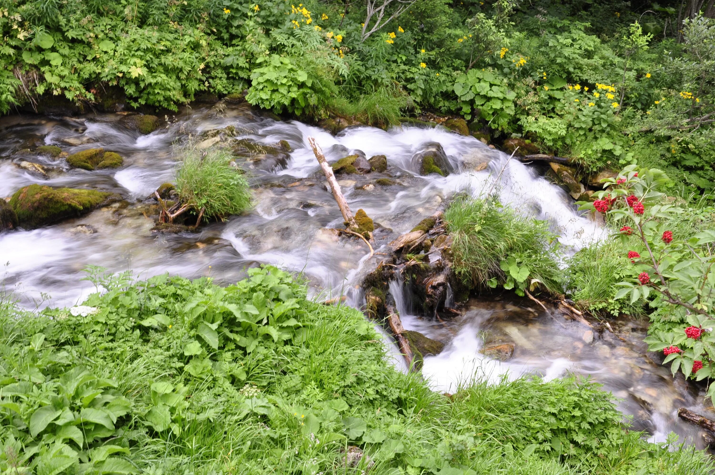 Растительный источник воды