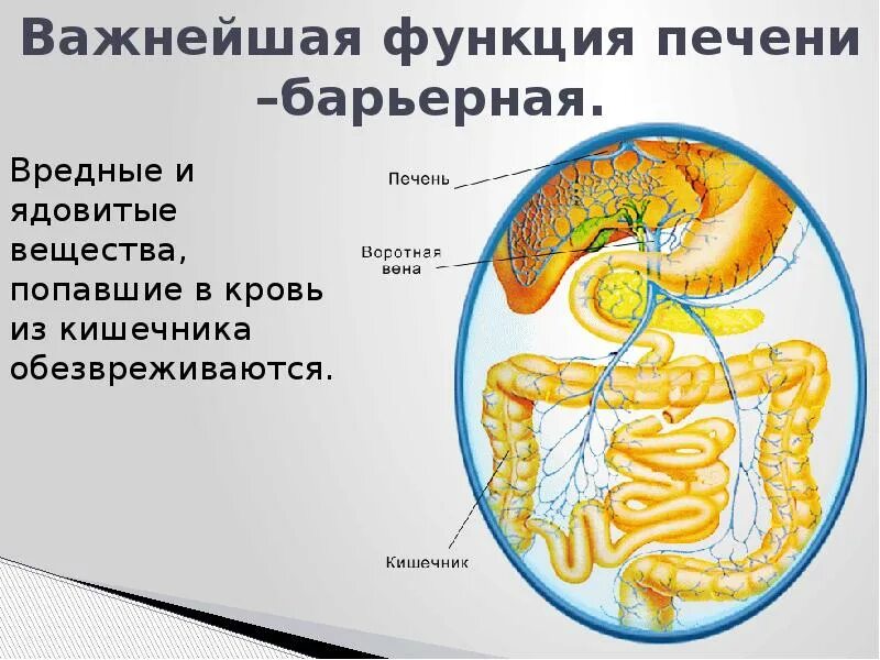 Роль печени состоит в том что. Барьерная роль печени состоит в. Барьерная функция печени. Защитная функция печени. Барьерная роль печени физиология.