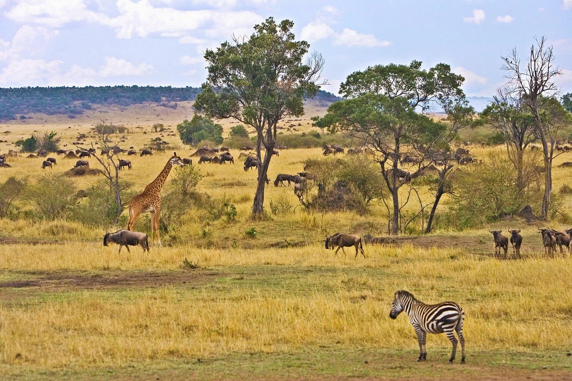 Africa safari. Кения сафари. Сафари в Африке. Фотосафари в Африке. Путешествие по Танзании Африка.