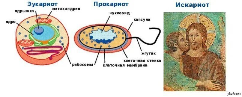 Клетка прокариот и эукариот рисунок. Прокариотические и эукариотические. Прокариоты и эукариоты. Рисунок прокариотической и эукариотической клетки.