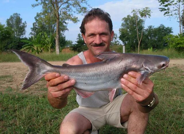 Пангасиус что за рыба можно. Пангасиус. Pangasius conchophilus. Пангасиус Речной. Пангасиус рыбалка.