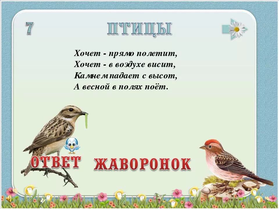 Доска почета прикольная. Кот висит на дереве. Веревочка для кота. Набор веревка и мыло. Кот на веревке.
