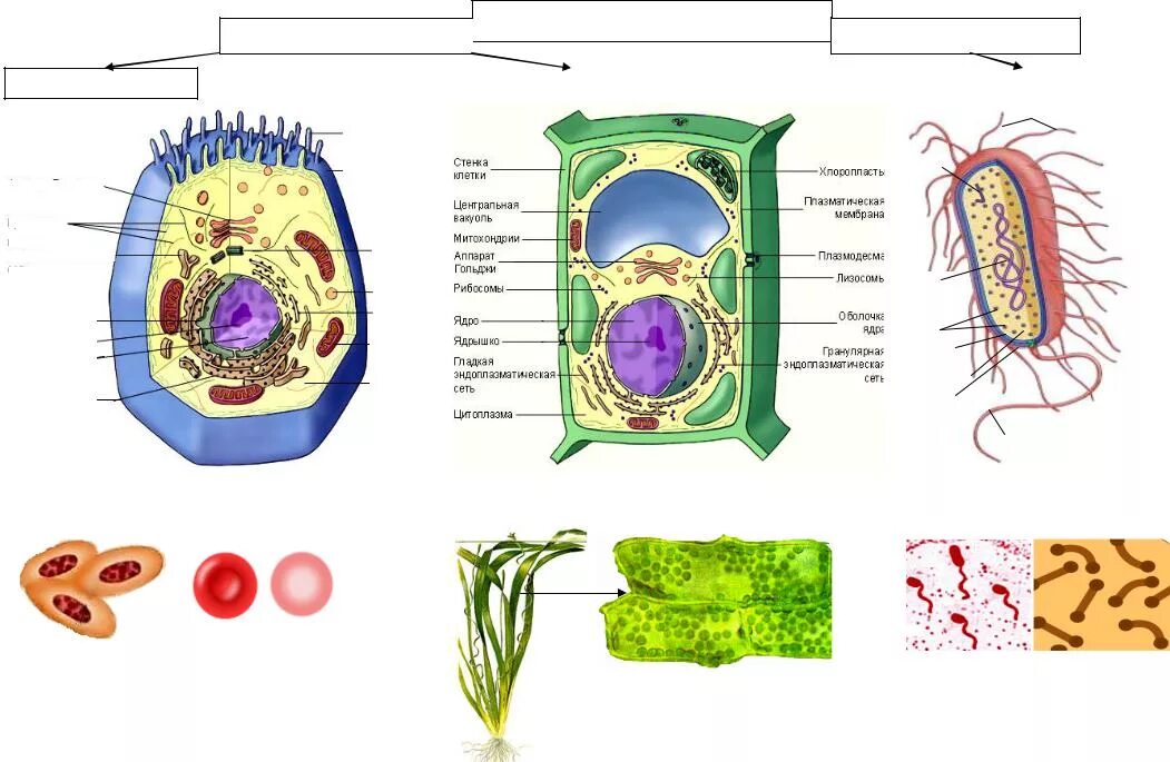 Клетка биология прокариот. Жасуша. Гликокаликс растительных клеток. Прокариот жасушасы. Органоиды клетки прокариотов