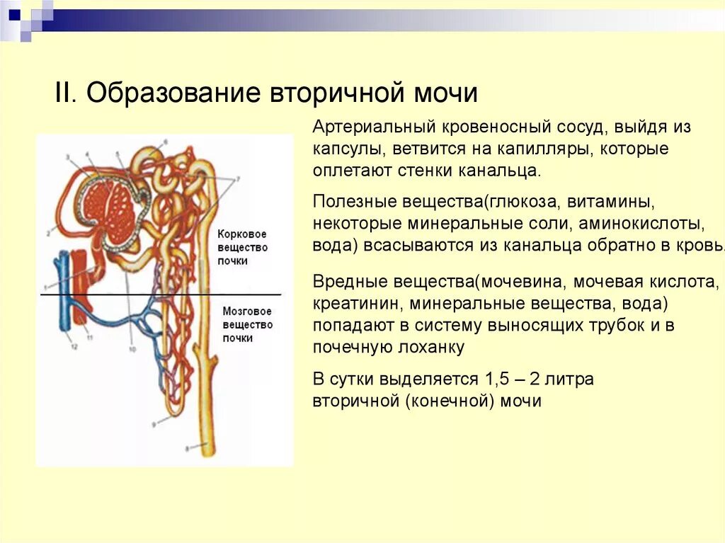 Сколько образуется вторичной мочи. Мочевыделительная система вторичная моча. Система ВЫНОСЯЩИХ трубок. Образование вторичной мочи.