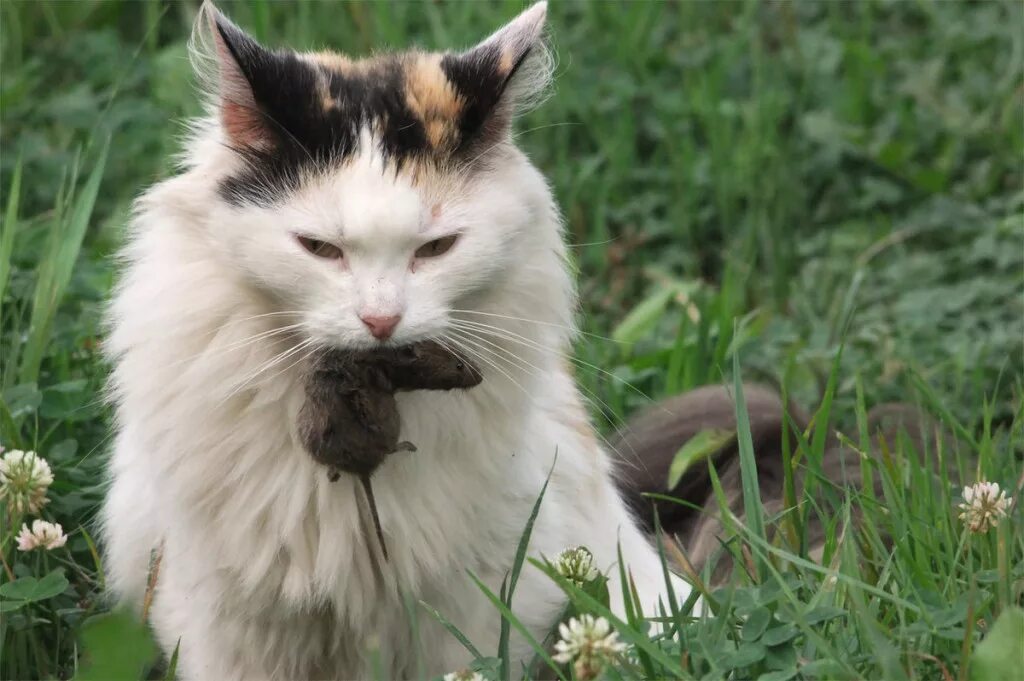 Кошка ни. Китайский мышелов цветок. Кошка 18. Для чего коты. I can see eighteen Cats.