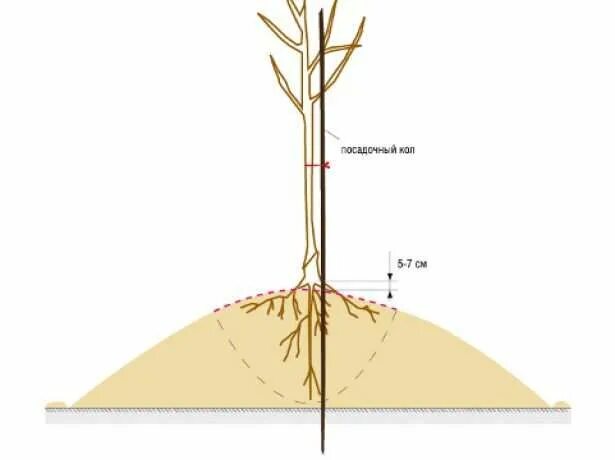 Корневая шейка у яблони. Корневая шейка саженца груши. Посадка яблони корневая шейка.