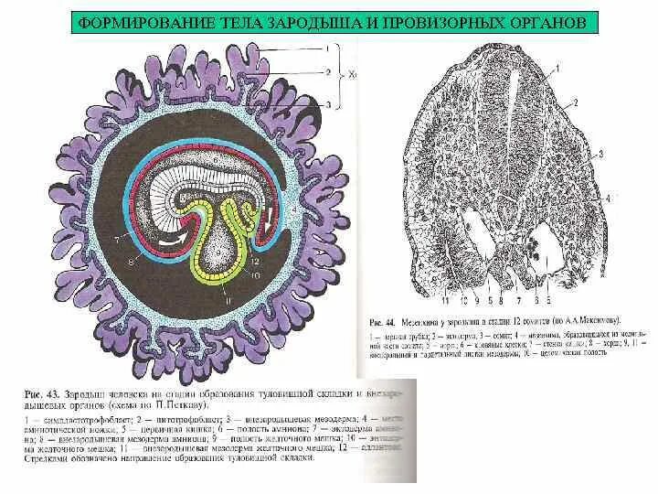Формирование органов человека. Эмбриология внезародышевые органы. Эмбриогенез строение эмбриона. Провизорные органы эмбриона человека. Формирование тела зародыша.