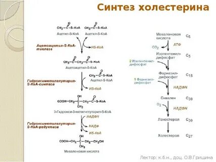 Образование ацетил кофермента а образование атф