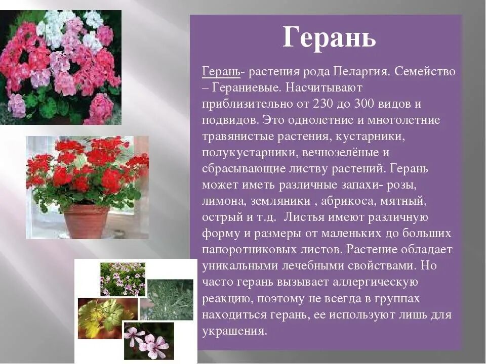 Герань вещество. Герань комнатное растение описание. Герань пеларгония Родина растения. Информация о герани комнатной. Краткое описание герани комнатной.