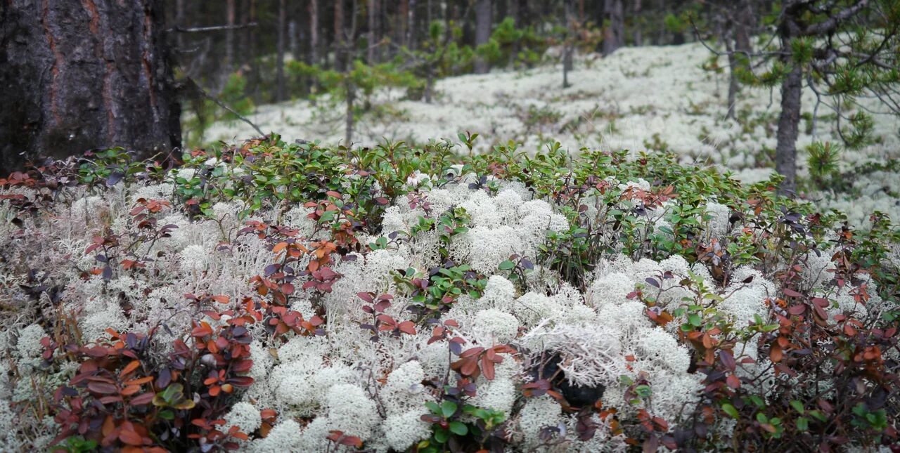 лишайник олений мох. растения тундры тайги. сибирский мох ягель. сибирская ягода брусника. растения тундры тайги.