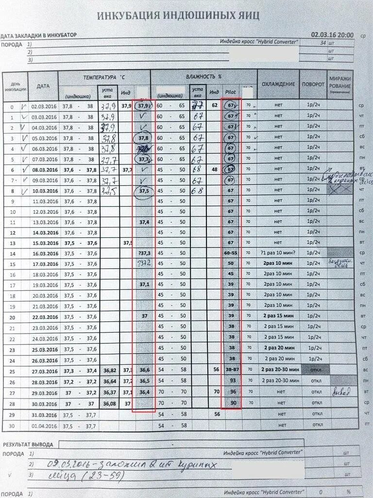 Инкубация яиц в инкубаторе блиц норма 72