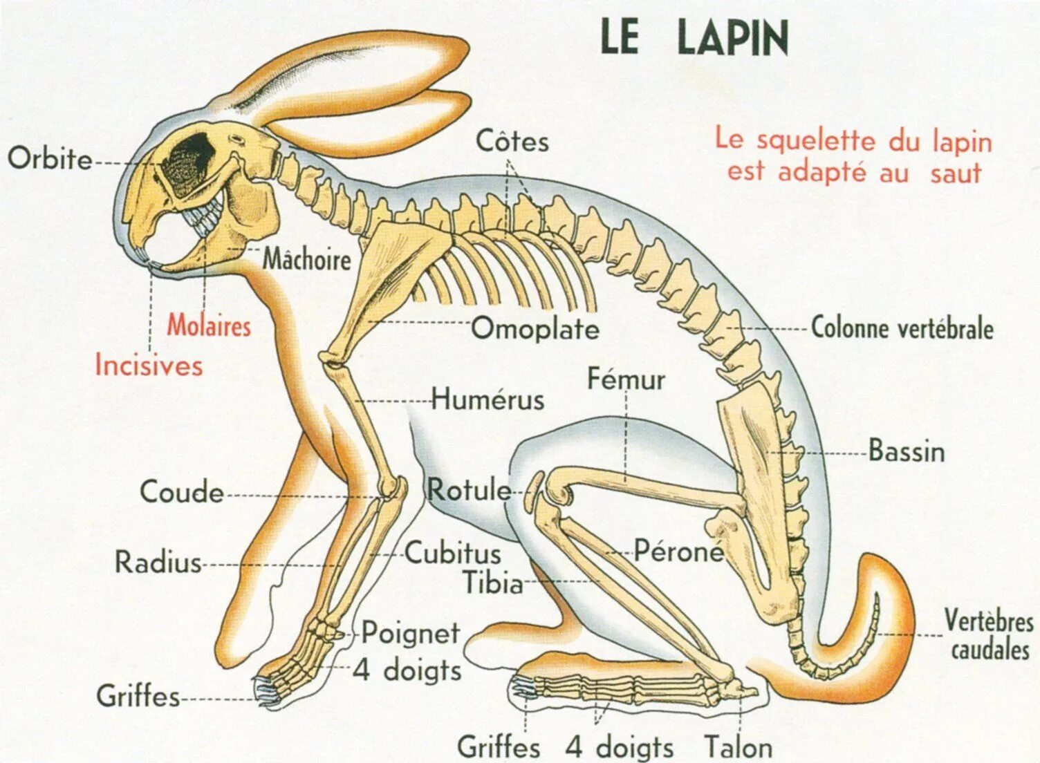 Анатомия кролика скелет. Скелет зайца строение. Кости кролика анатомия. Строение скелета кролика.