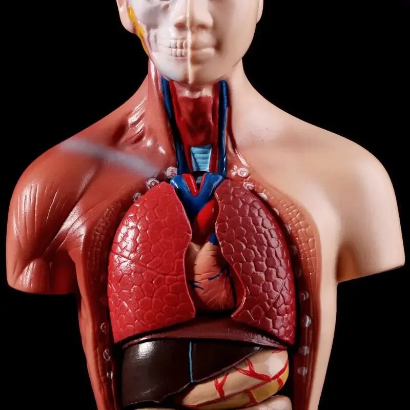 Анатомия тела человека