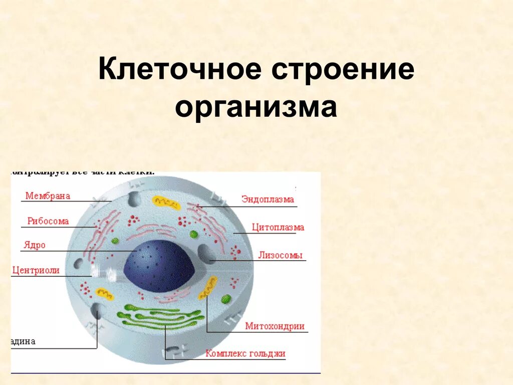 Общее строение организма животного это. Строение человеческой клетки рисунок. Внутреннее строение клетки рисунок. Строение человеческой клетки 8 класс биология. Биология 8 класс клеточное строение организма рисунок.