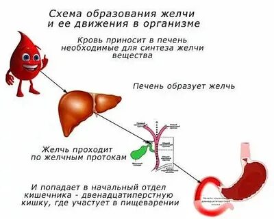 Откуда желчь