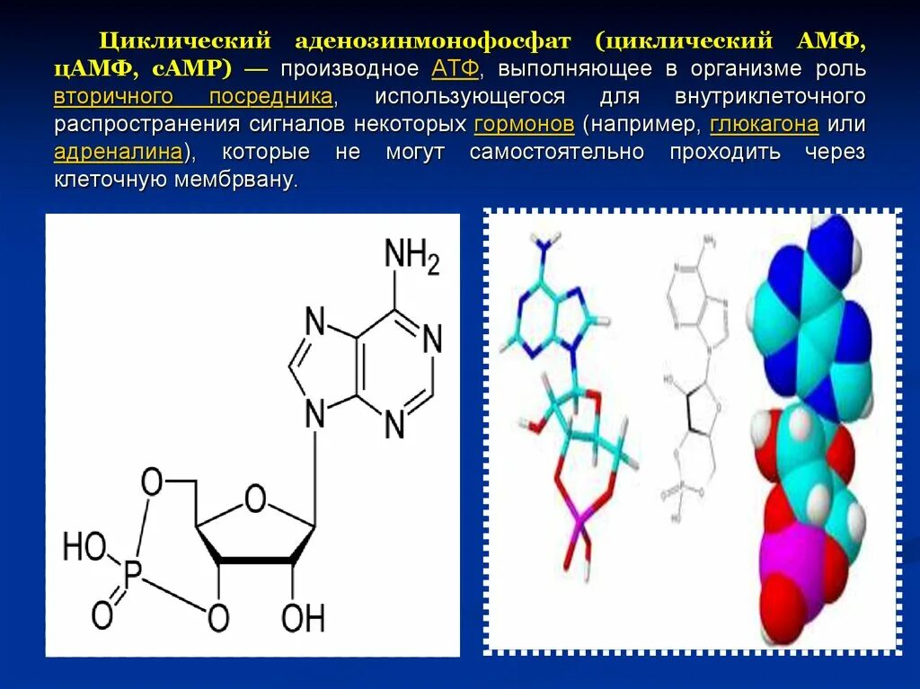 Циклический 3 5 аденозинмонофосфат. Циклический аденозинмонофосфат функции. Функция ЦАМФ биохимия. ЦАМФ И ЦГМФ.