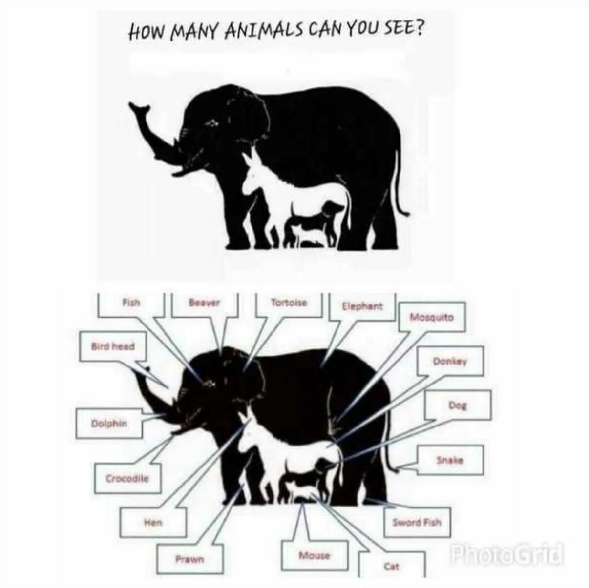 You can see more. How many animals can you see. how many картинки. how many animals do you see. картинка how many animals can you see.