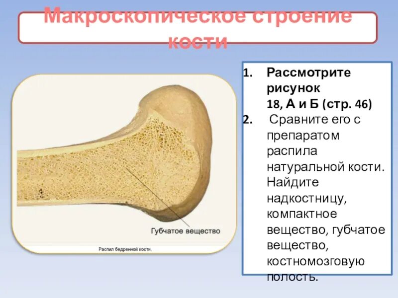 Надкостница компактное вещество губчатое вещество. Строение компактного и губчатого вещества кости. Строение компактного вещества кости. Макроскопическостроение кости.