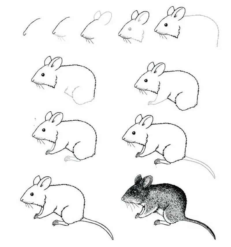 Мышь полевка нарисовать поэтапно. Рисунок крысы для срисовки. Поэтапный рисунок мышки. Мышка рисунок карандашом.
