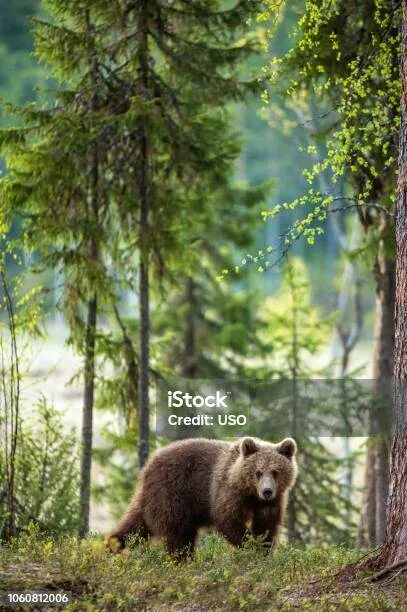 Медведь вертикальное фото Beast Desire Wallpaper Beast quotes, Warrior quotes, Motivational quotes wallpap