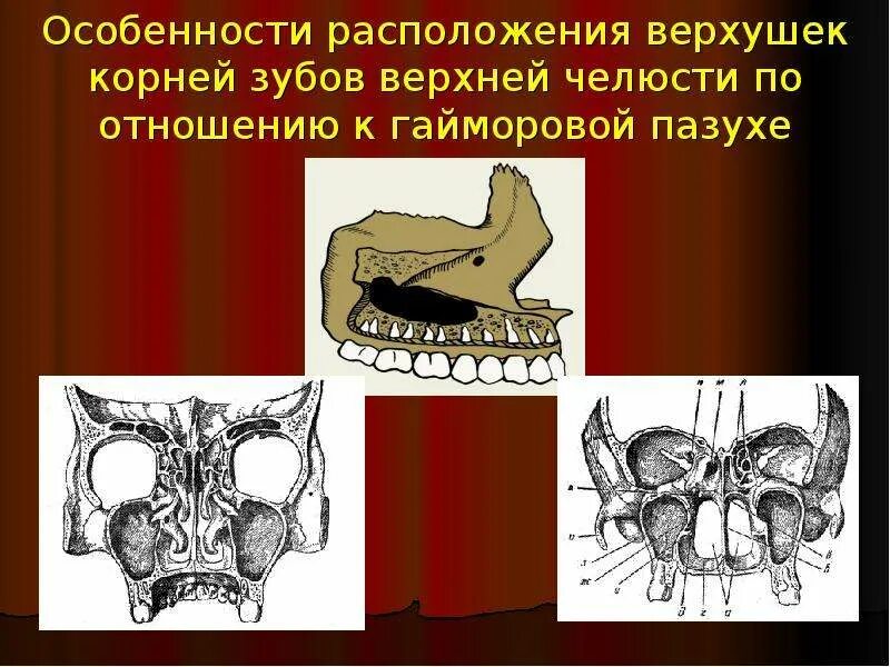 Картинки ПАЗУХА ОСОБЕННОСТЬ
