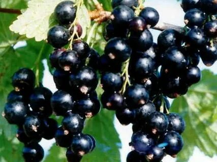 Маленькая смородина
