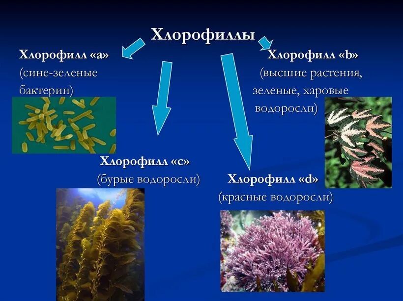 Ламинария автотроф. Хлорофилл красных водорослей. Красные водоросли автотрофы или гетеротрофы. Хлорофилл у бурых водорослей. Фукус фотосинтетические пигменты.