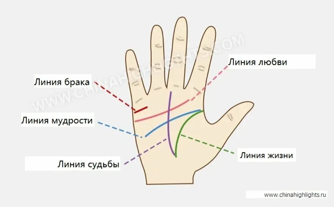 Хиромантия любовь. Хиромантия линия любви на руке. Линия жизни на ладони. Ладонь хиромантия. Линия жизни по руке.