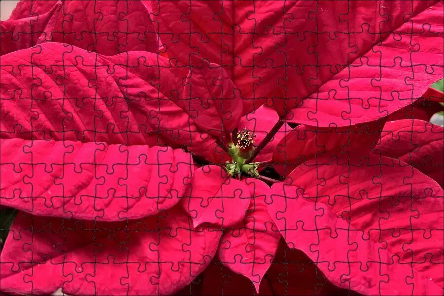 Poinsettias - We buy them to kill them. Christmas plants, Christmas flowers, Xma