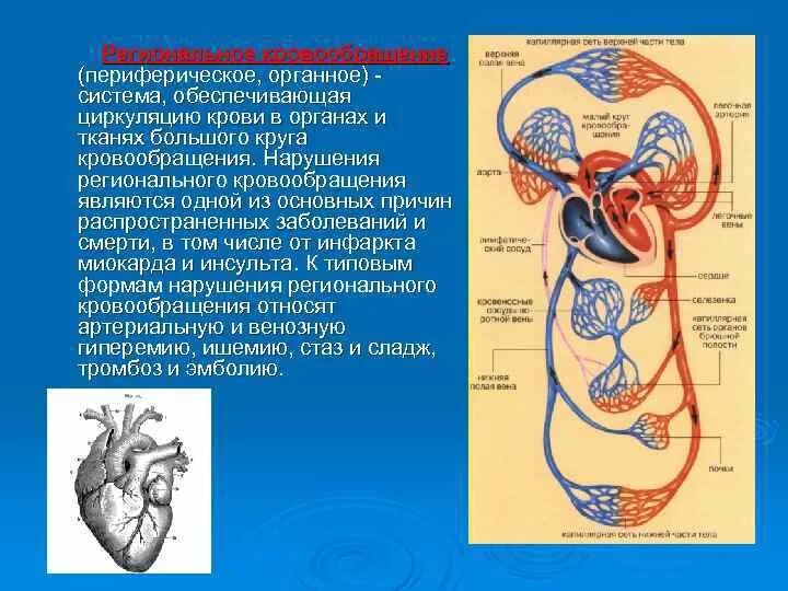 Периферическая система кровообращения. Циркуляция крови. Система кровообращения понятие. Циркуляция крови в периферической системе. Что значит кровообращение