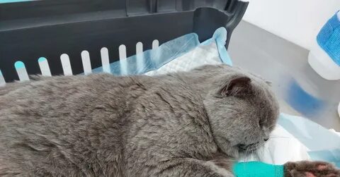 Умирает кот хпн